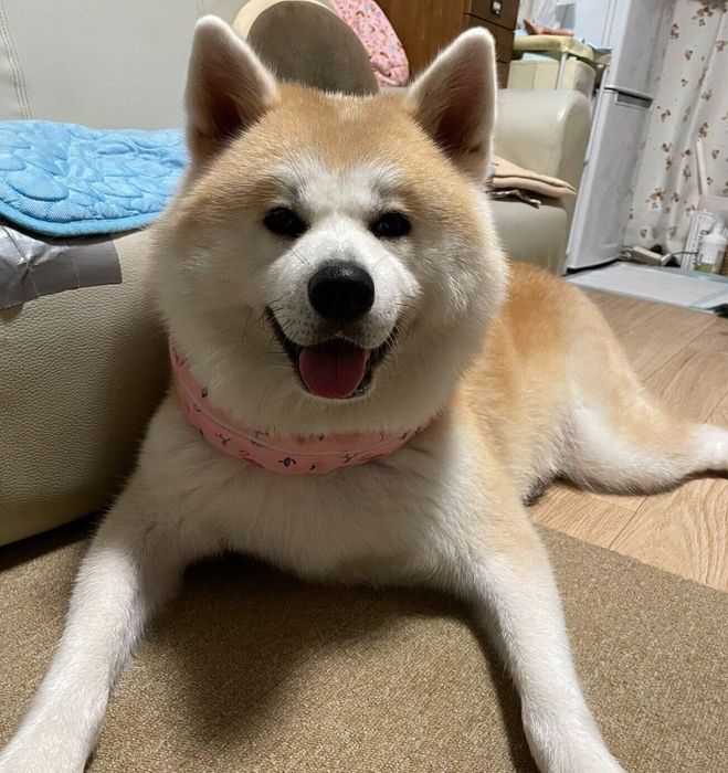 まったりするももちゃん