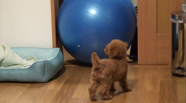 バランスボール