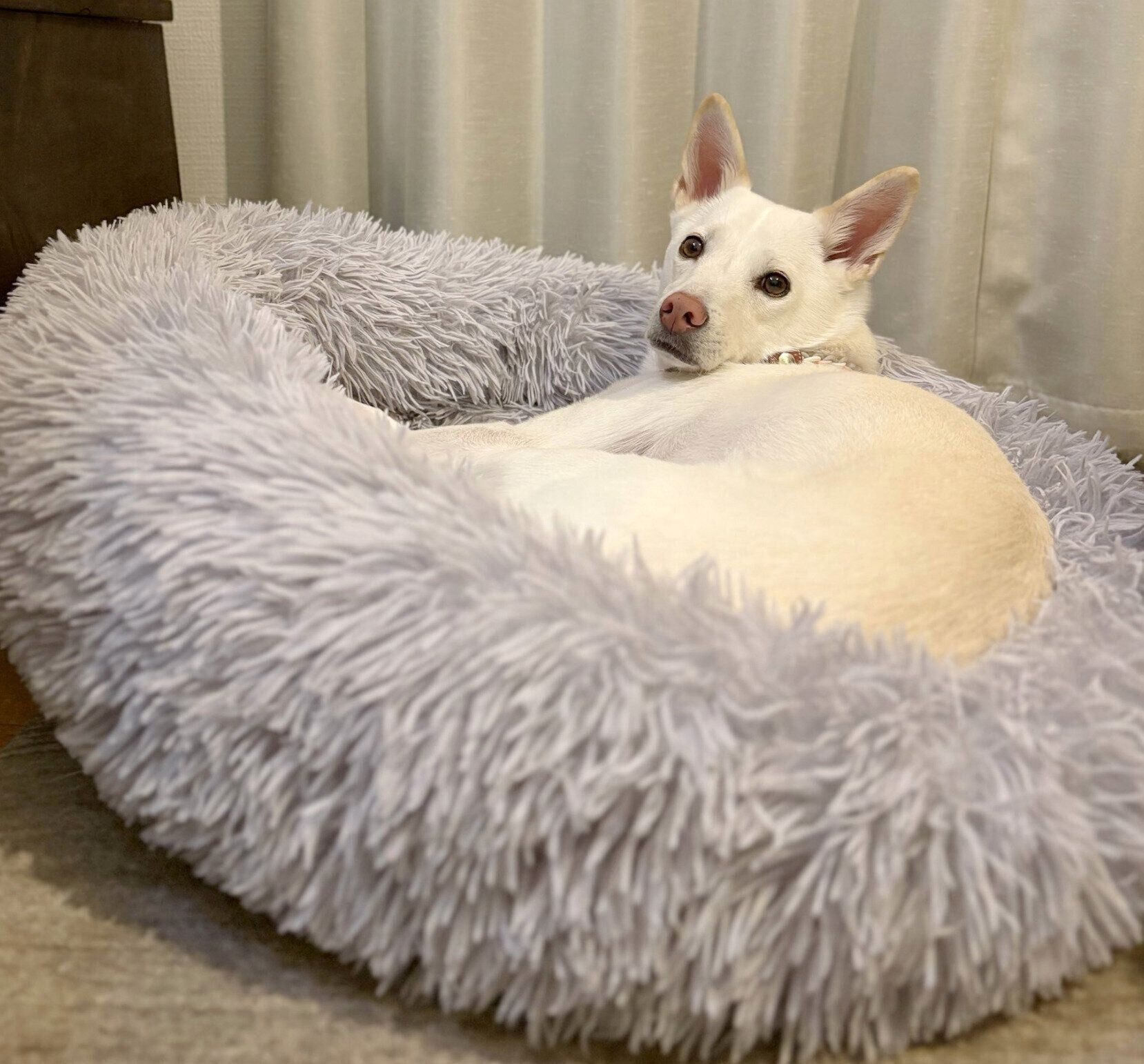 まったりするハルちゃん