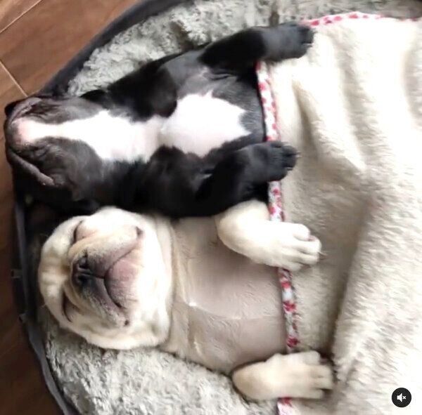 仲良く眠るハッピーちゃん、クルミちゃん