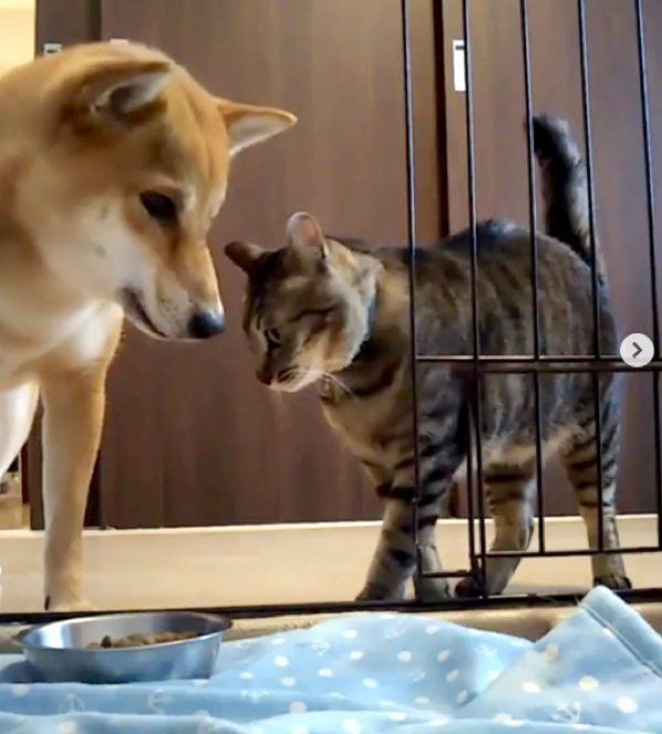猫にごはんを狙われる柴犬