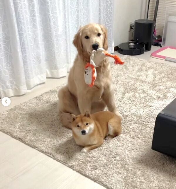 おもちゃをくわえるおからちゃんと、鼻に綿をつけているうにくん