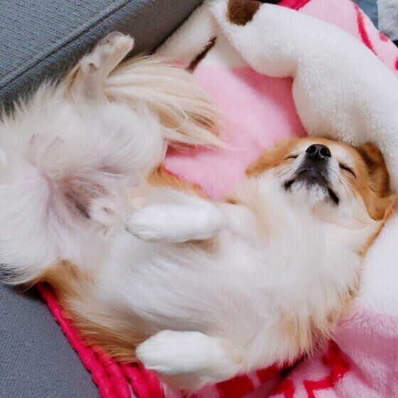 あおむけになるチワワのぷりんくん