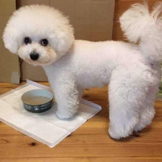 ごはん待ちの犬