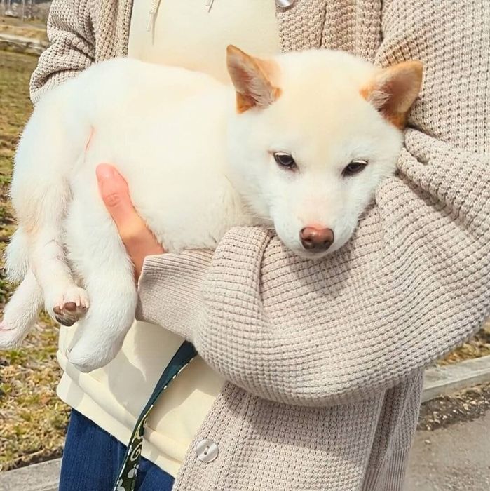 散歩デビューしたときのまんまるくん