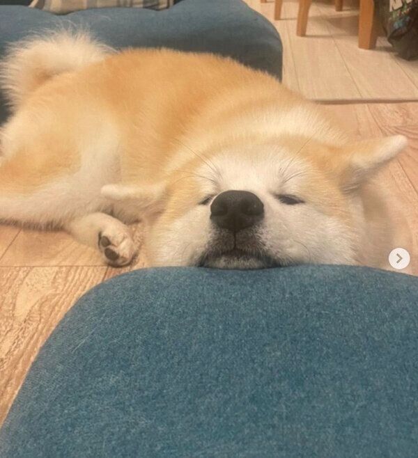 あご乗せするらいちゃん