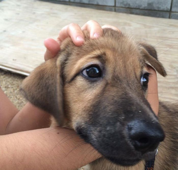 子犬時代のこたろうくん