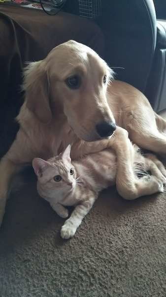 テレビを見るトレジャーくん