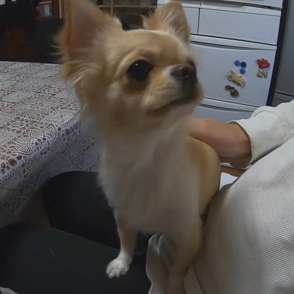 見上げるみるくちゃん