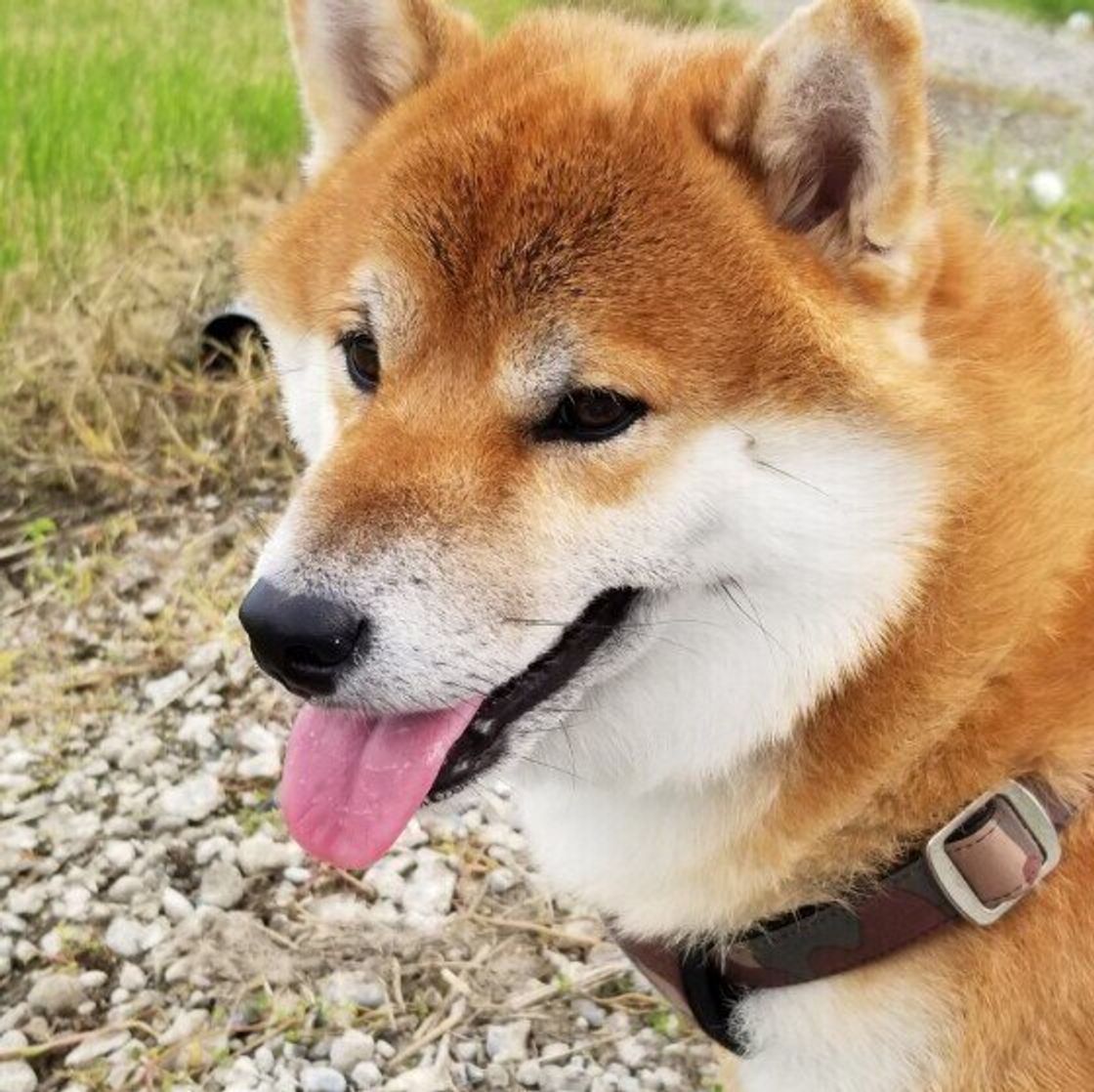 性格別に見る愛犬のストレス解消法 甘えん坊 いばりん坊 犬の場合 いぬのきもちweb Magazine 性格別に見る愛犬のストレス解消法 甘えん坊 いばりん坊 犬の場合 いぬのきもちweb Magazine