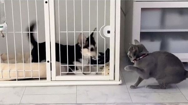 見つめる合うコーギーとロシアンブルー