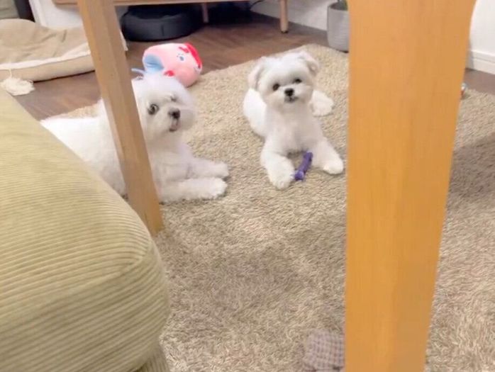 チーズちゃんにおもちゃを奪われてしまい、「かーしーて」と訴えるわむうくん