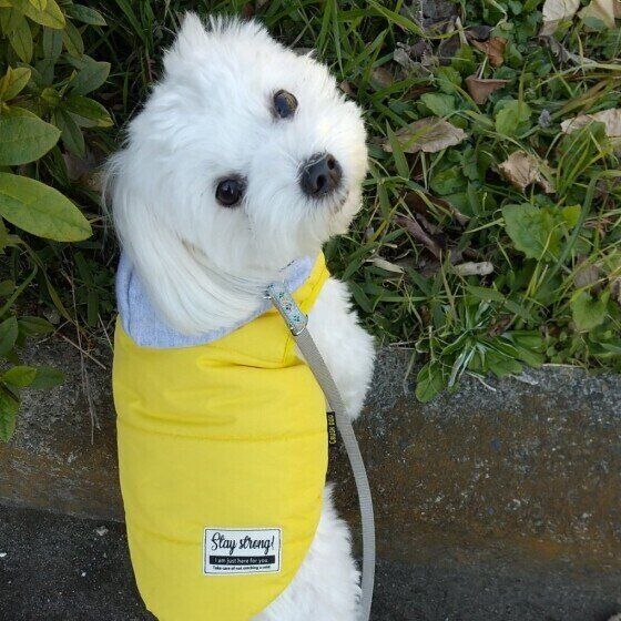 マルチーズのゆめちゃん