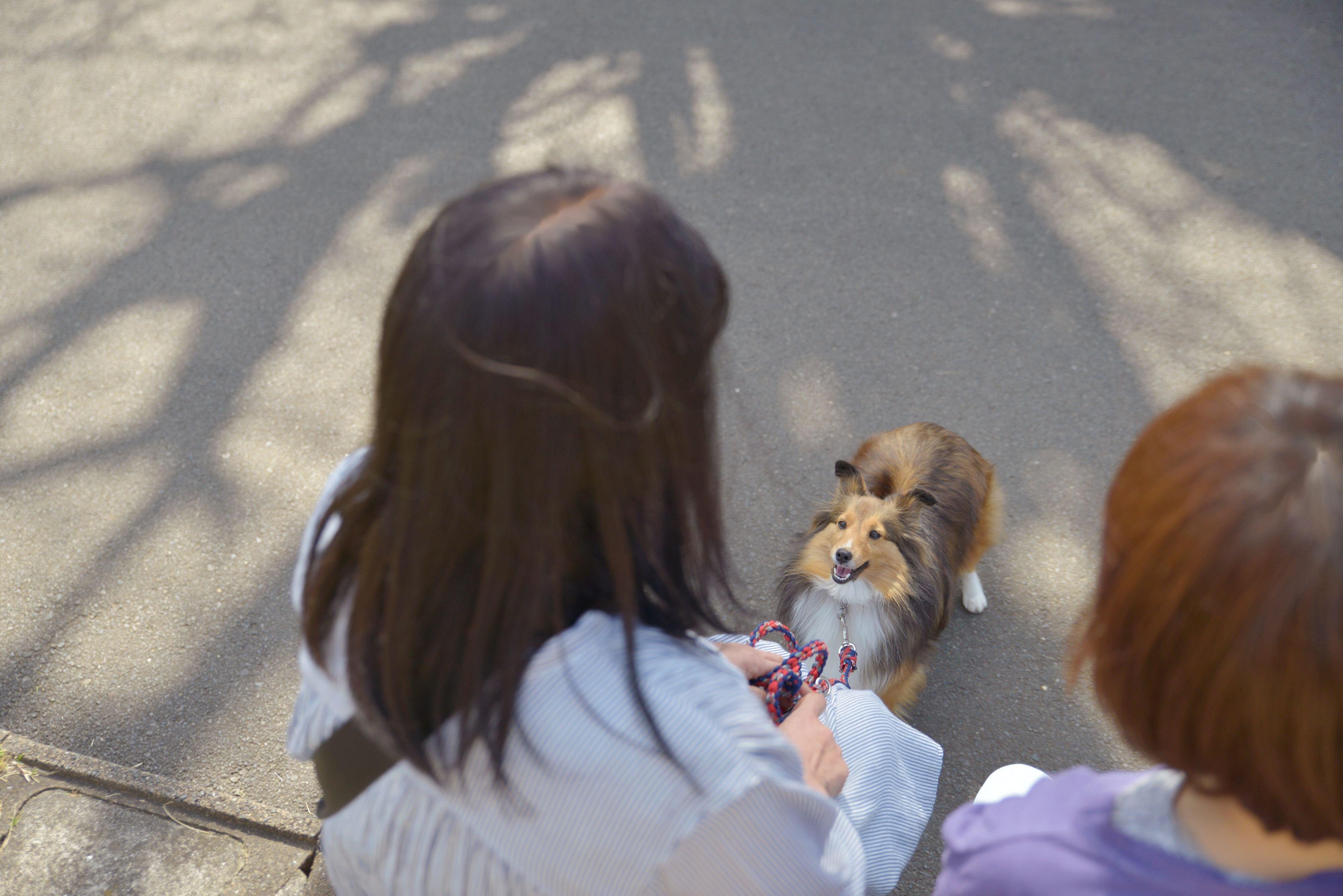 「イイコでえらいね～」など、いぬ友とふたりがかりでほめてみても。