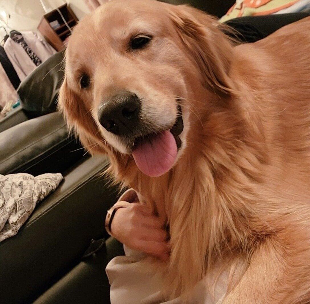 飼い主さんの上に乗るシャーロットちゃん