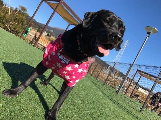 ラブラドール・レトリーバー