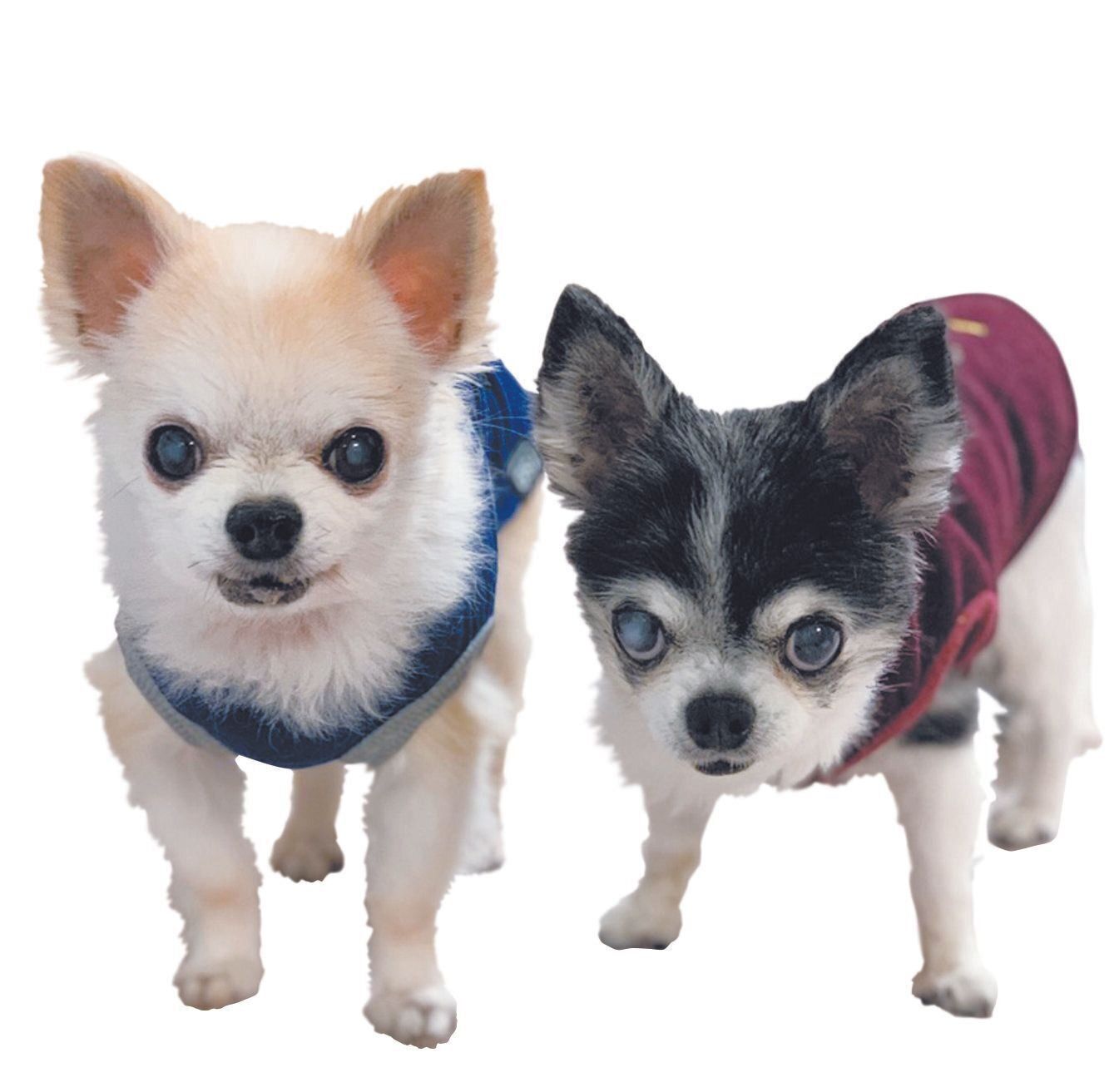 右はいっしょに迎えたしずくちゃん（享年17才／チワワ）