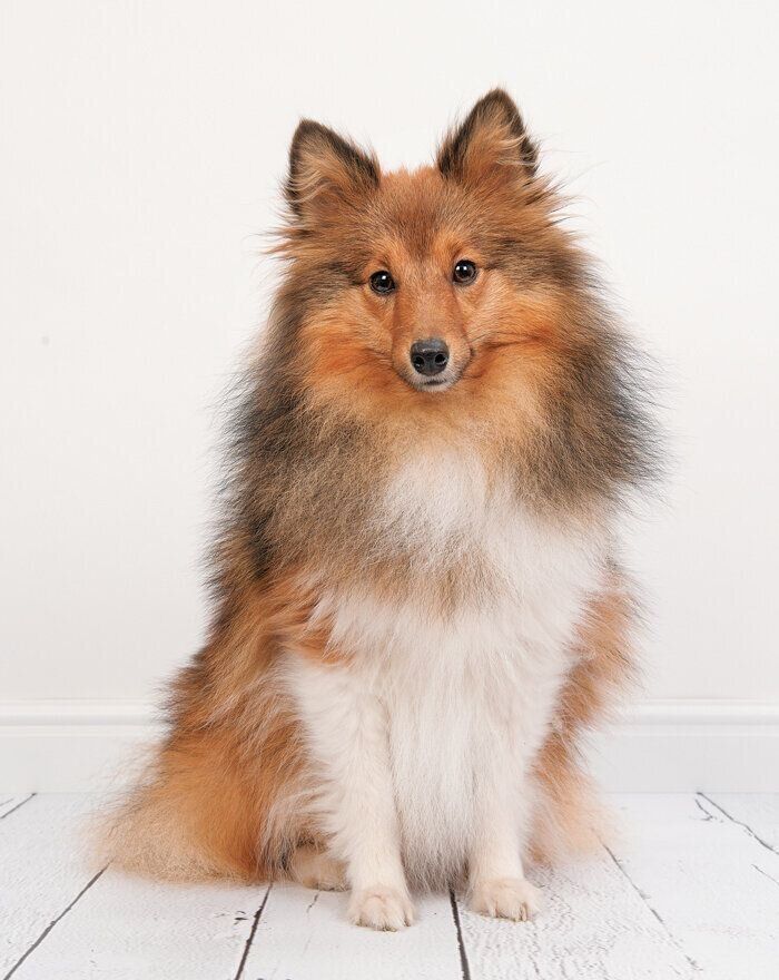 犬の状態チェック