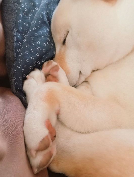 眠るしろ子ちゃん