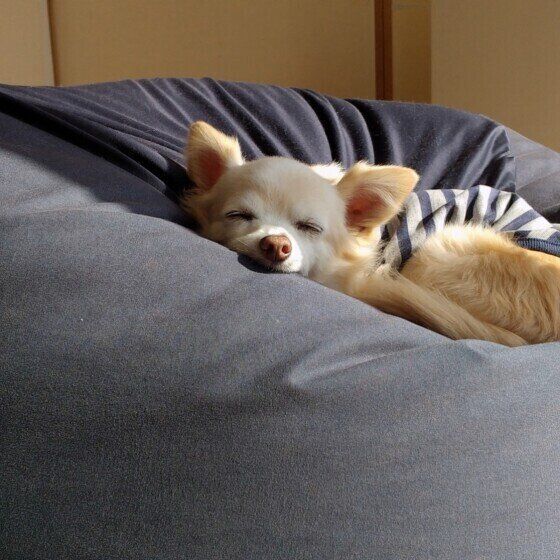 ひなたぼっこするシニア犬