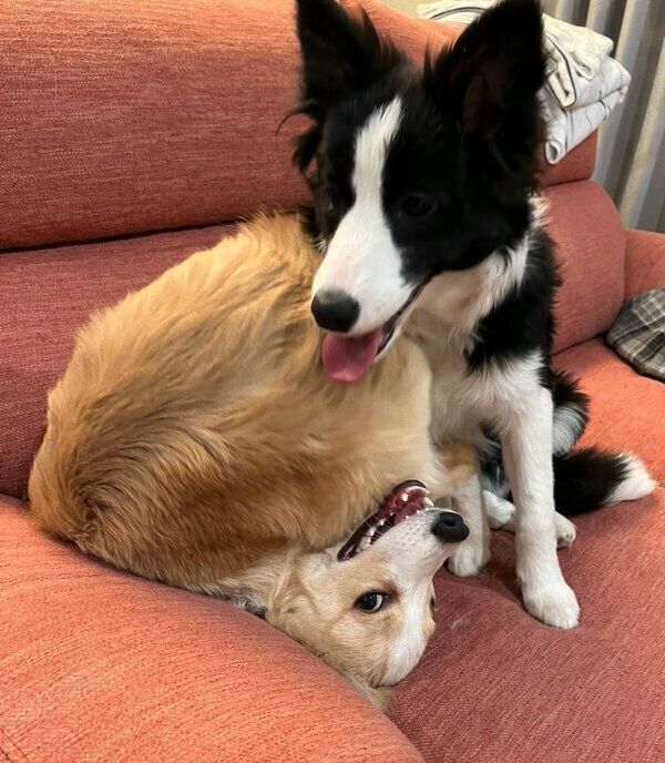 じゃれ合うむぎちゃん、あんずちゃん