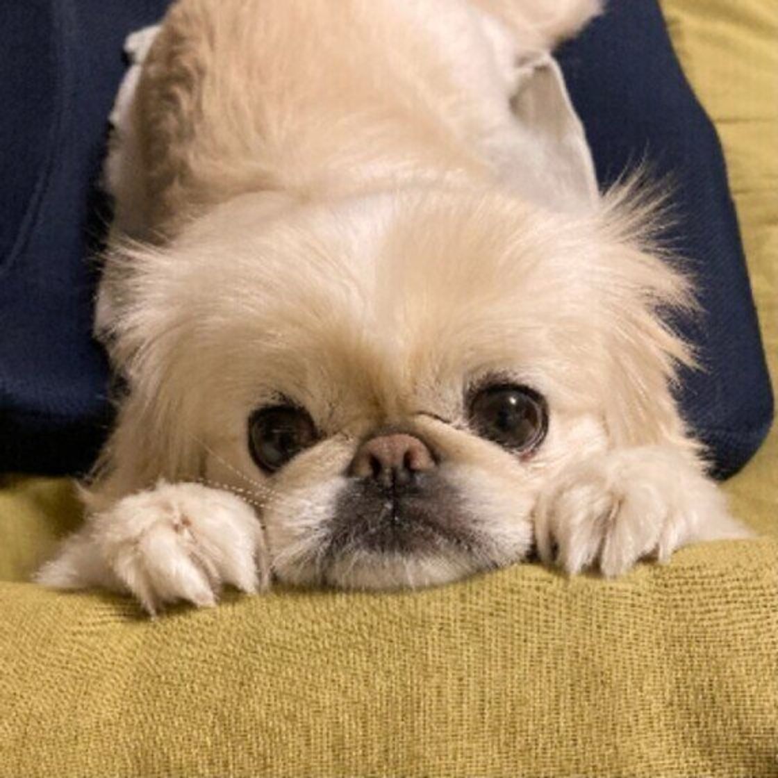 飼い主の 顔の上 に乗ってしまう犬の心理が気になる 可愛いものもあれば 驚いてしまうものも いぬのきもちweb Magazine 飼い主の 顔の上 に乗ってしまう犬の心理が気になる 可愛いものもあれば 驚いてしまうものも いぬのきもちweb Magazine