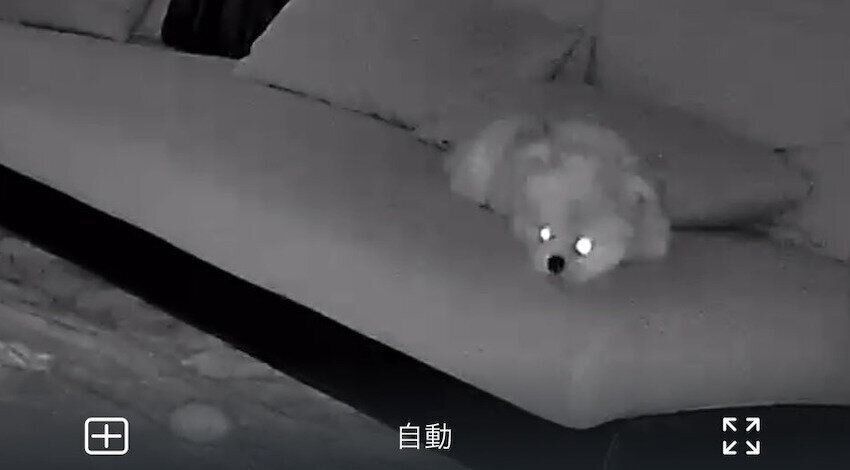 目からビームを出しているようなぽん酢ちゃん