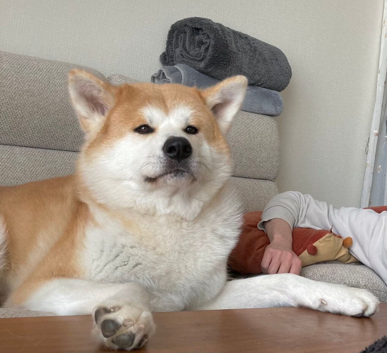 ソファでくつろぐ大吉くん