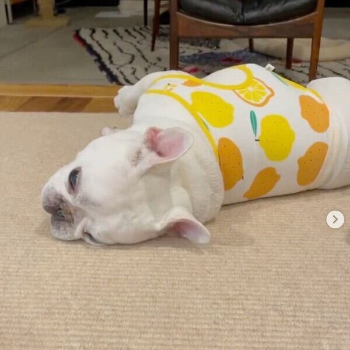 誰か遊んであげてください やることがなくて退屈になり荒ぶっちゃう犬が可愛い いぬのきもちweb Magazine 誰か遊んであげてください やることがなくて退屈になり荒ぶっちゃう犬が可愛い いぬのきもちweb Magazine