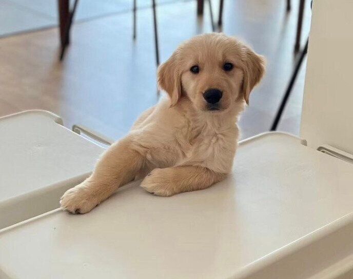 子犬時代のミシェルちゃん