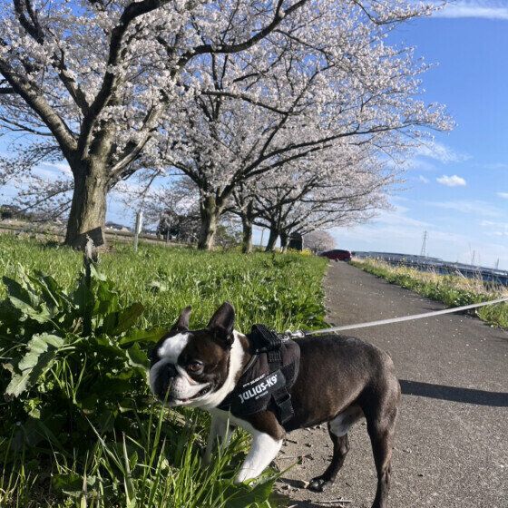 桜と青空とボストン・テリア
