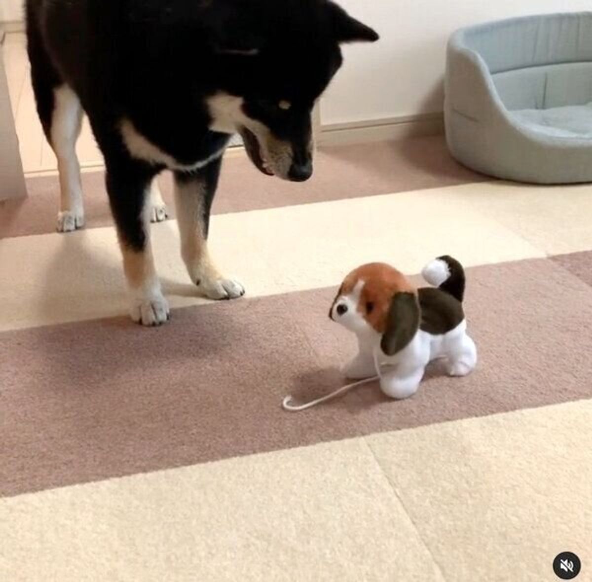 動く犬のぬいぐるみ を初めて見た柴犬 戸惑いながら見せた 可愛い反応 にほっこり いぬのきもちweb Magazine 動く犬のぬいぐるみ を初めて見た柴犬 戸惑いながら見せた 可愛い反応 にほっこり いぬのきもちweb Magazine