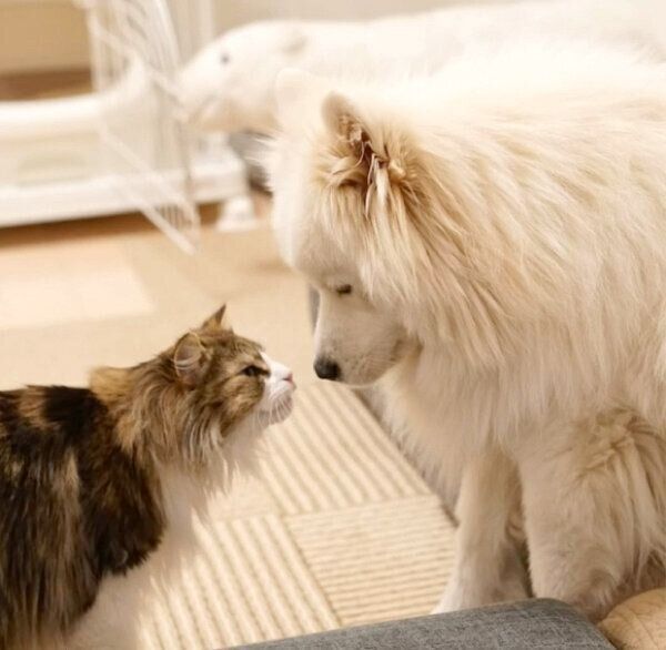 見つめ合う小晴ちゃんと朝陽くん