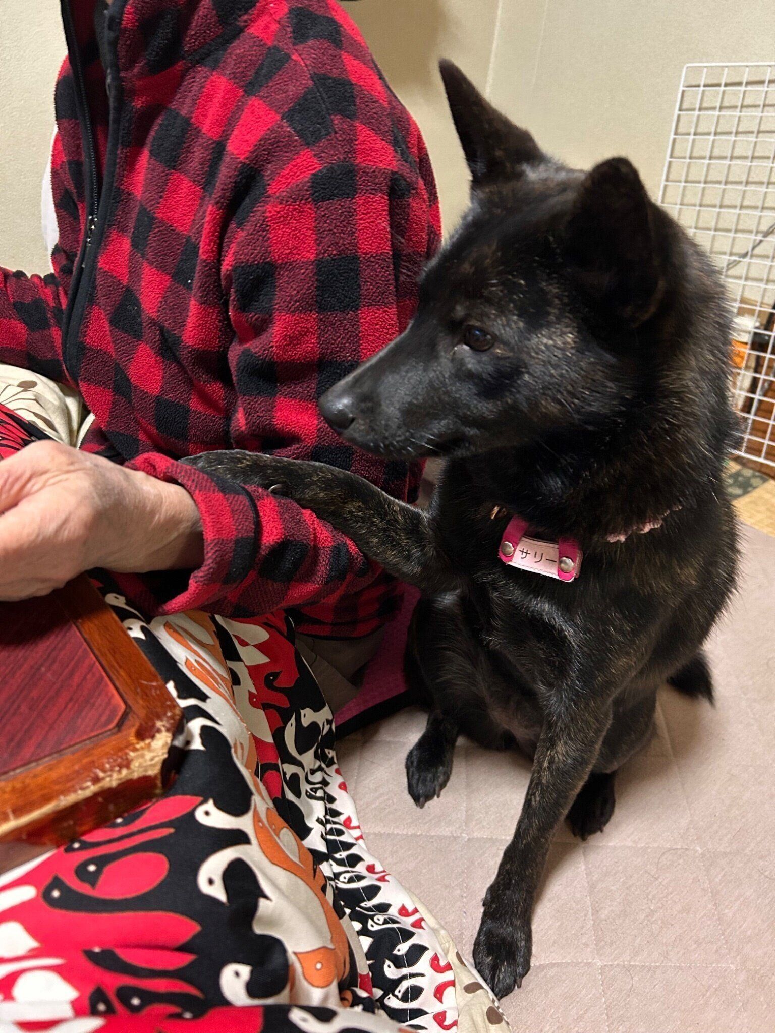 おねだりをしている様子の甲斐犬