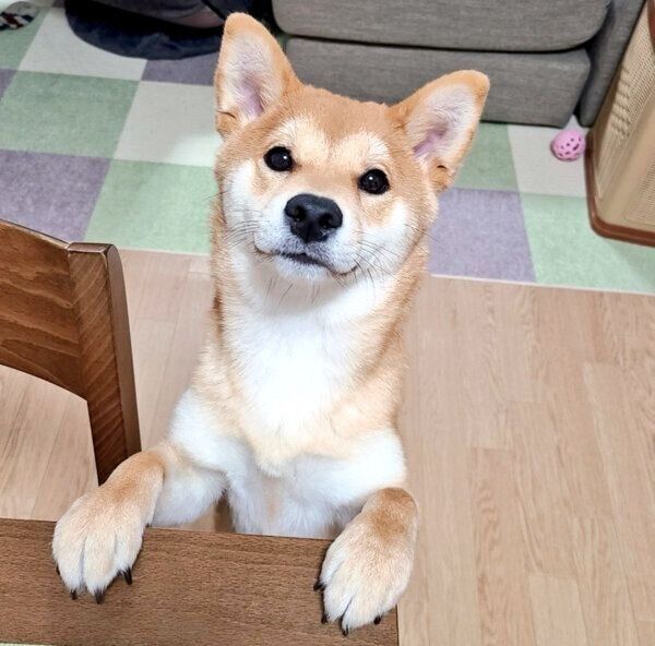 見つめる麦くん