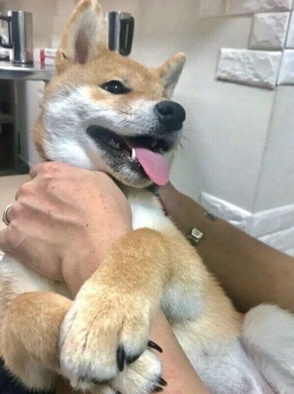 おねだりするこむぎくん