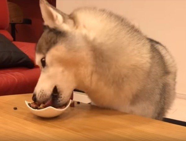 シベリアン・ハスキー