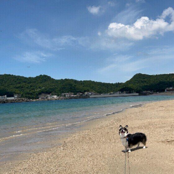 トビやタカ、カラスの多い地域を愛犬と散歩する際に注意すること いぬのきもち