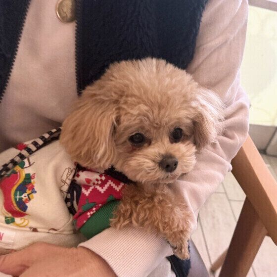 飼い主さんにくっつくトイ・プードル