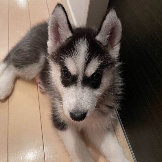 シベリアン・ハスキーのりりちゃん