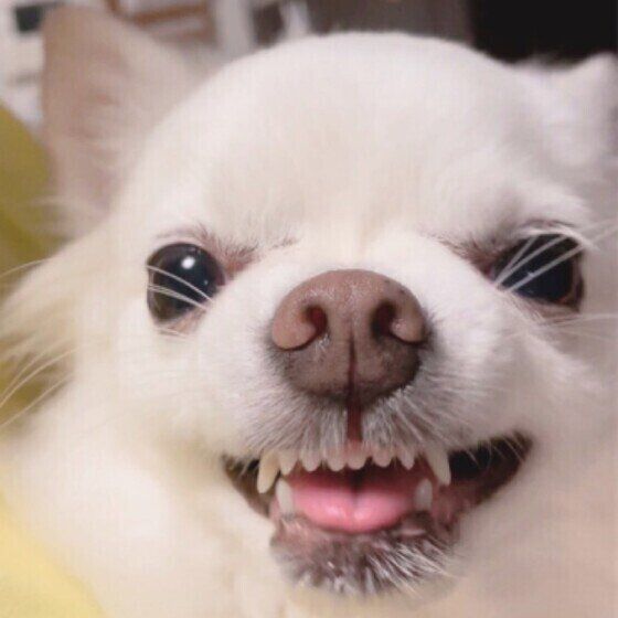 チワワ ムキ顔 いぬのきもち