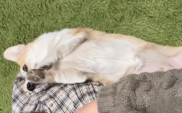 「もっとなでて」とアピールするくまくん