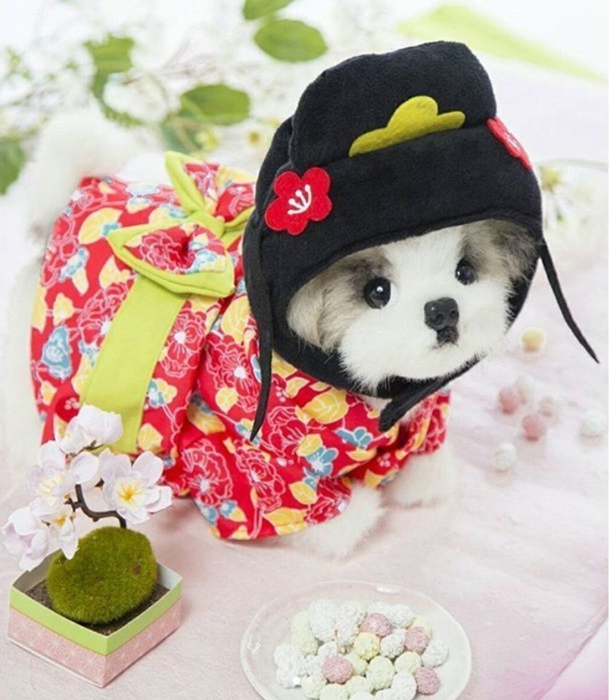 3coinsの犬用ひな祭りグッズが可愛すぎる 売り切れる前に急いで いぬのきもちweb Magazine 3coinsの犬用ひな祭りグッズが可愛すぎる 売り切れる前に急いで いぬのきもちweb Magazine