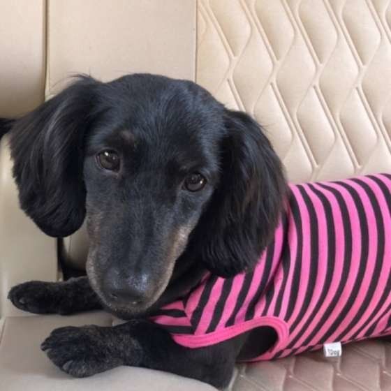 洋服を着るミニチュア・ダックスフンド