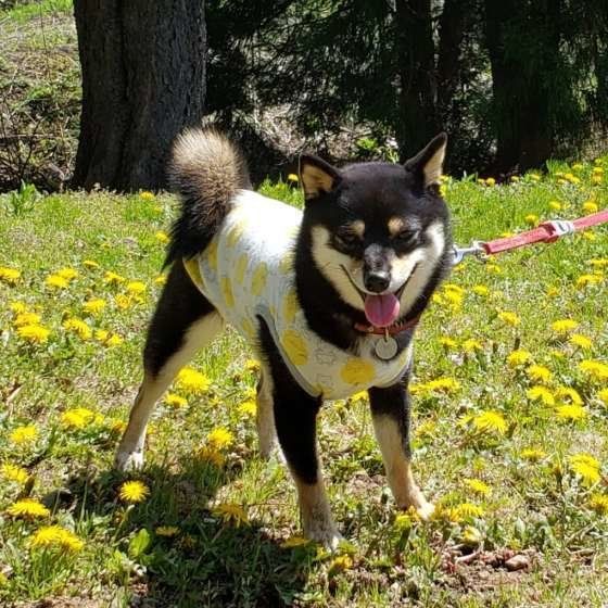 お散歩する柴犬