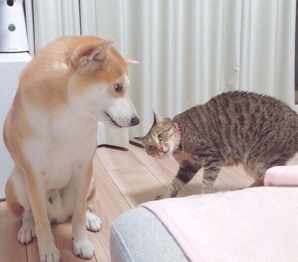 Mugiくんに狙われるHaluくん