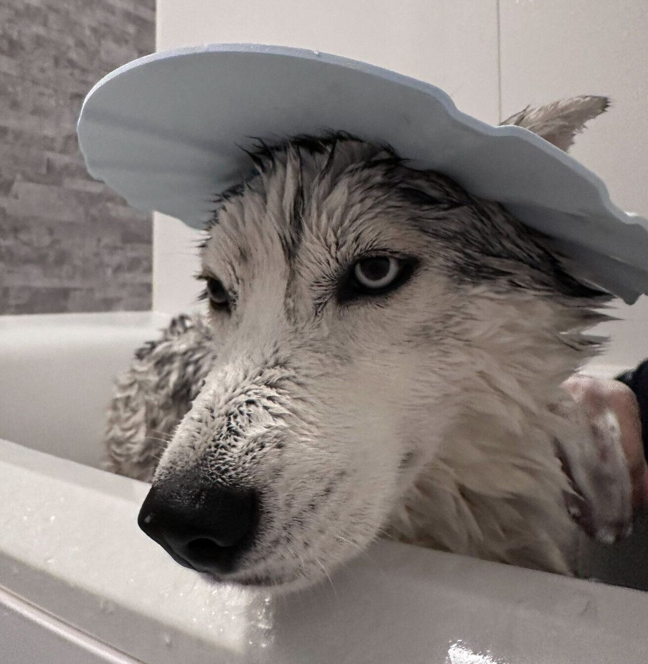 お風呂が苦手なロゼくん