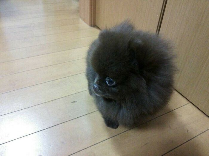 お迎え当日のあんこちゃん