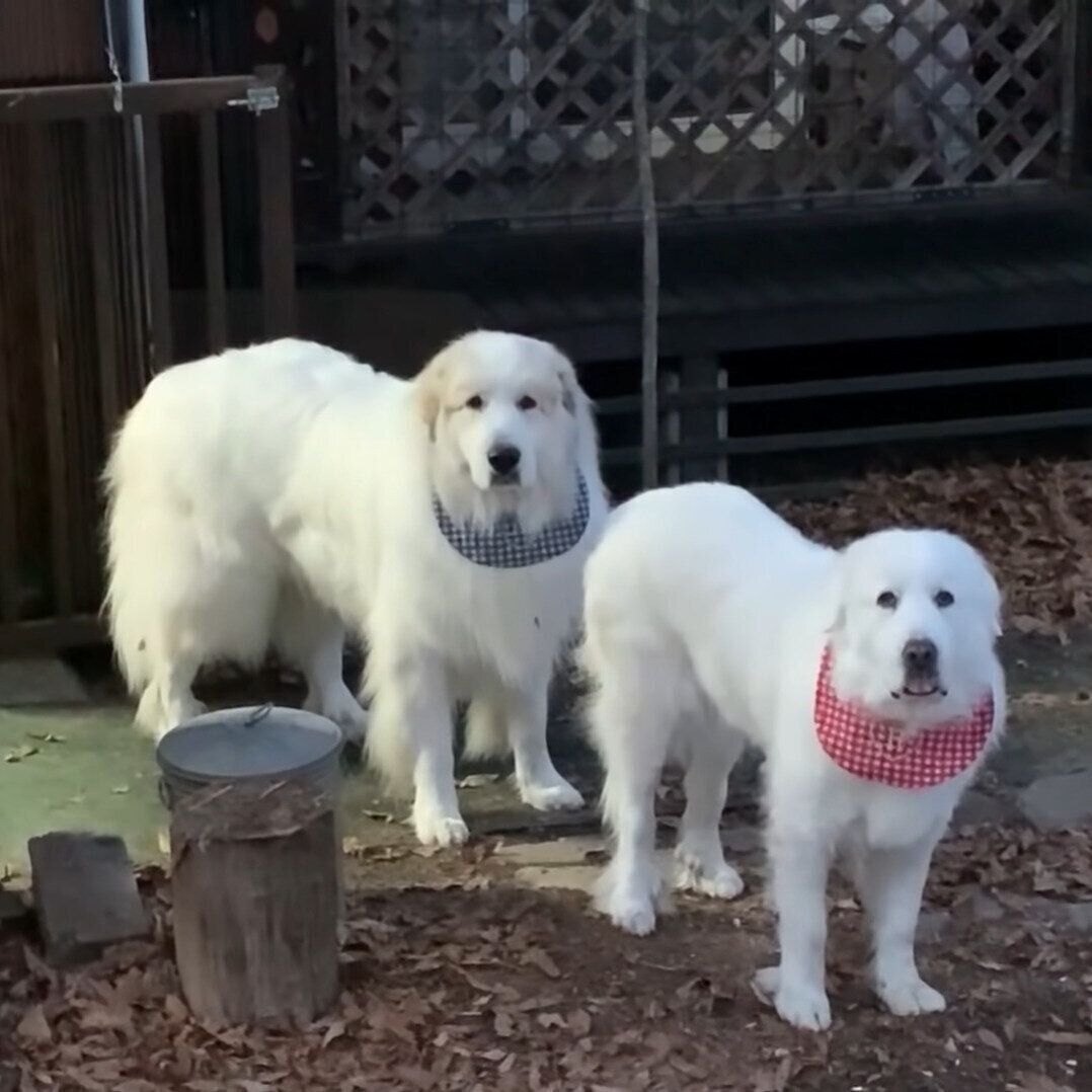 一緒に行きたそうなルンルンちゃんとアランくん