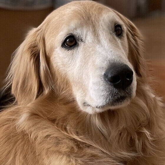 犬の緊張が高まる？ 知らない犬の目をじーっと見つめてはいけないワケ いぬのきもち